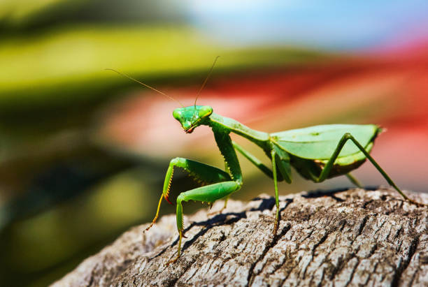 istock Praying mantis on colorful natural background, looking curiously at the camera 1310308208