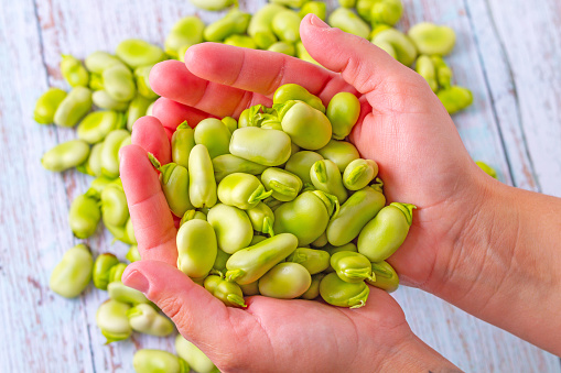 A woman's hands hold fresh green beans just out of the pod. Mediterranean and healthy food concept.