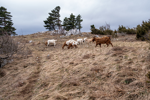 Goats at pasture high in Alps