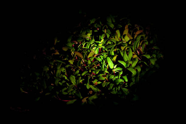 istock Beet microgreen on a black background. Texture of green leaves close up. Contrasting dramatic light as an artistic effect. 1310309892