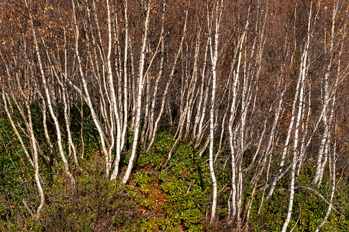 Young hornbeam trees in autumn, Georgia.