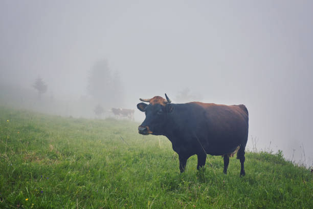 istock Green meadow in mountains and cows 1310310992