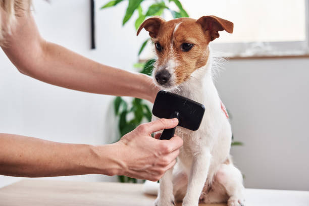 Woman brushing dog. Owner combing Jack Russell terrier. Pet care Woman brushing dog. Owner combing her Jack Russell terrier. Pet care a hairbrush stock pictures, royalty-free photos & images