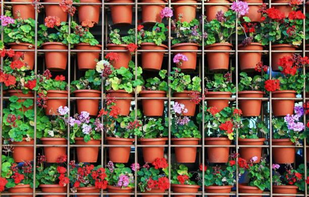 istock Colorful flowerpots wall with spring flowera 1310312238