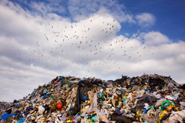 istock many seagull birds over the trash can 1310313189