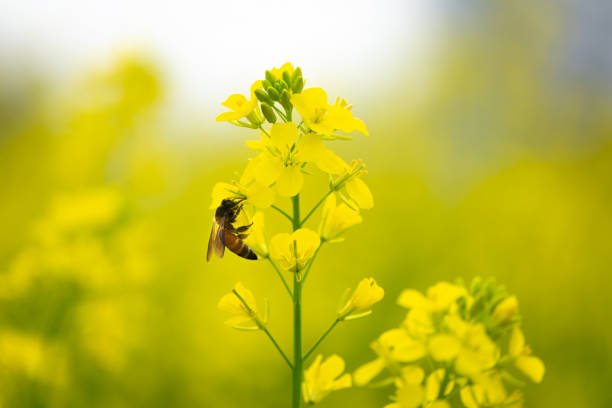 istock Honey Bee collecting pollen on yellow mustard flower 1310313407
