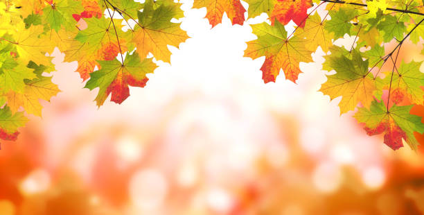 istock Maple leaves on sunny beautiful nature autumn background 1310313519