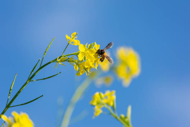 istock Honey Bee collecting pollen on yellow mustard flower 1310314270