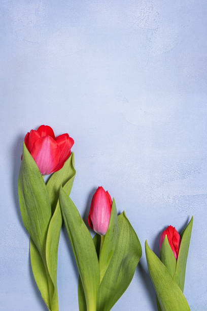 istock Greeting card background with red tulips and copy space on blue concrete background 1310314412
