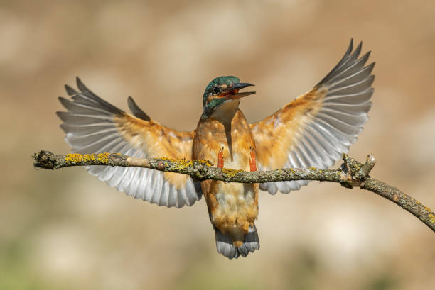 istock Female common kingfisher 1310315871