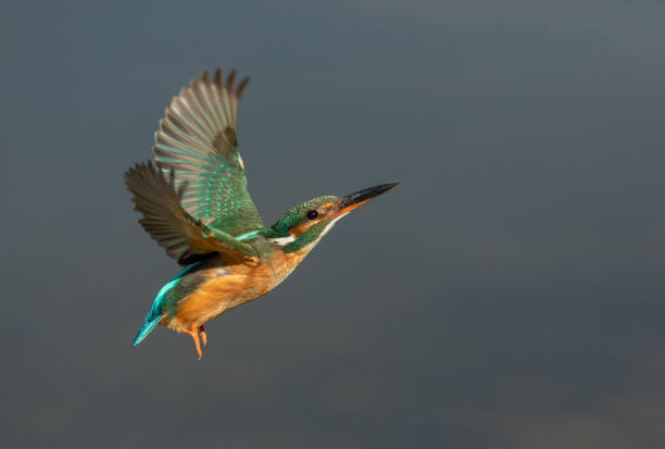 istock Flying female common kingfisher 1310315898