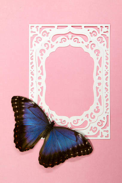 mariposa morpho azul en el marco de papel sobre fondo rosa - blue silk morpho butterfly fotografías e imágenes de stock