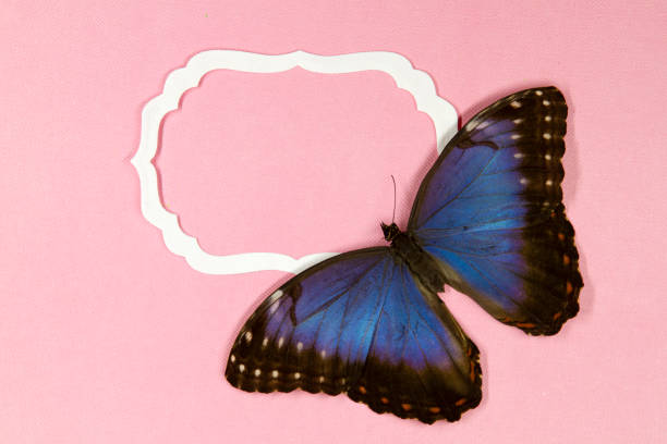 mariposa morpho azul en el marco de papel sobre fondo rosa - blue silk morpho butterfly fotografías e imágenes de stock
