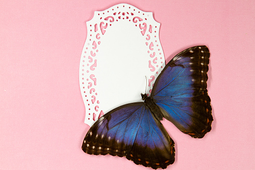 Design element with blue morpho butterfly and paper frame over pink background