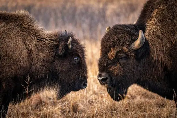 Bison