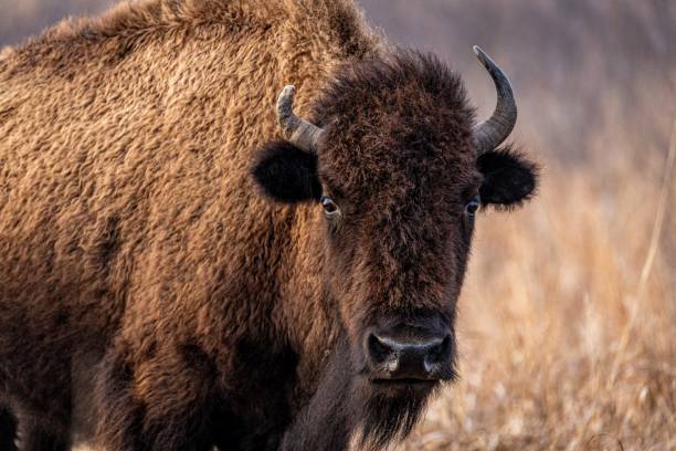 bison - wildlife nature prairie animal zdjęcia i obrazy z banku zdjęć