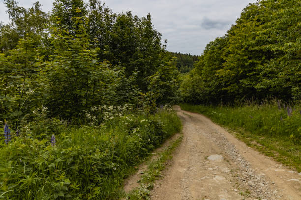 istock Long path with bushes and fields around in Kaczawskie mountains 1310320417