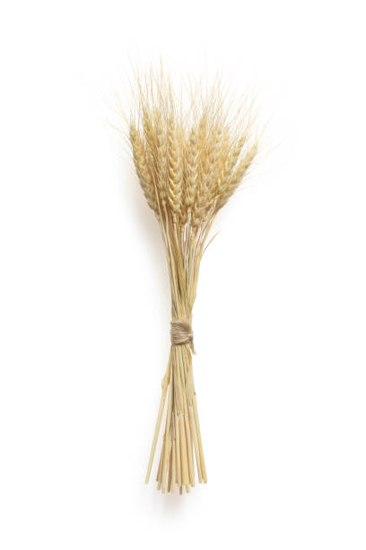 istock Isolated a bunch of spikelets on wihte background 1310322094