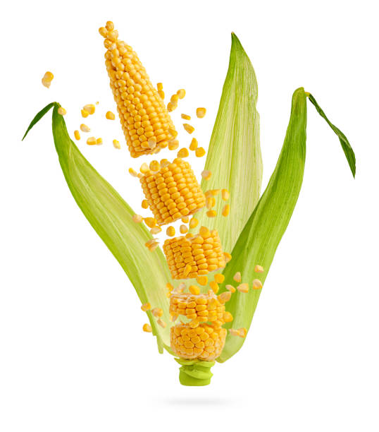 espiga de milho rachado - corn corn crop corn on the cob isolated - fotografias e filmes do acervo