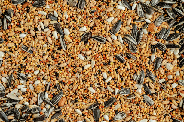 fondo de forraje de loro - sunflower seed bird seed dried food healthy eating fotografías e imágenes de stock