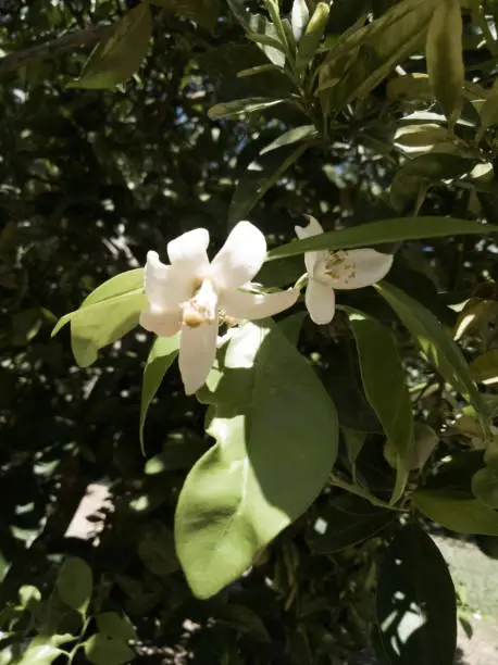 Lemon flower on the tree