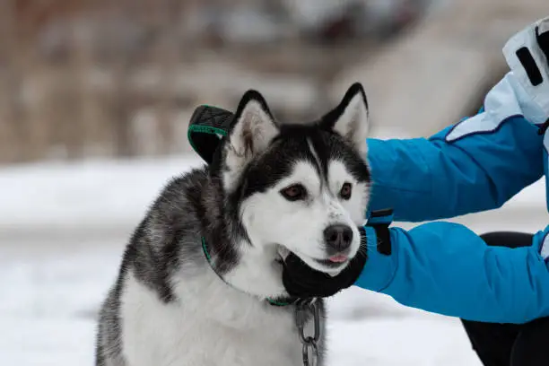 Photo of Human hands caress and hold a dog breed Siberian husky in winter on the street. The girl scratches the pet in the cold season. Funny and cute dog with tongue sticking out. Funny animals.