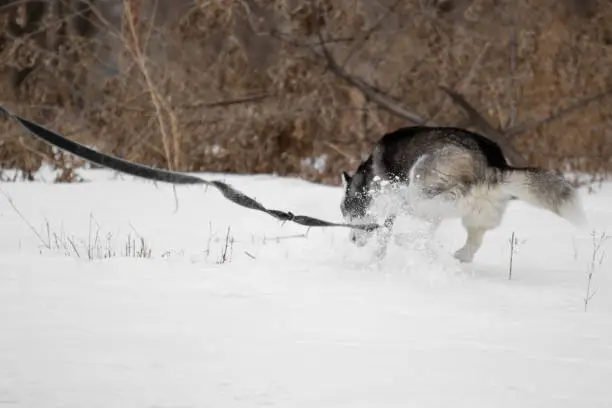 Photo of The Siberian husky dog runs and jumps in the street through the snow. Active pet on a leash in winter on the street. Funny dog in an unusual pose runs and jumps on a walk. Funny animals.