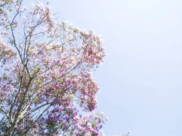 Tree with flowers in open sky