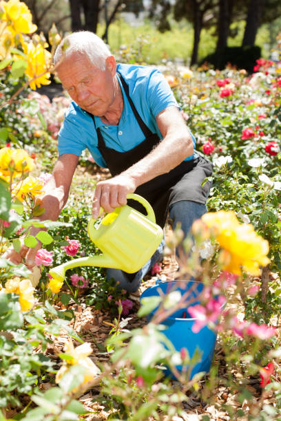 istock Man watering roses at flower bed 1310324394