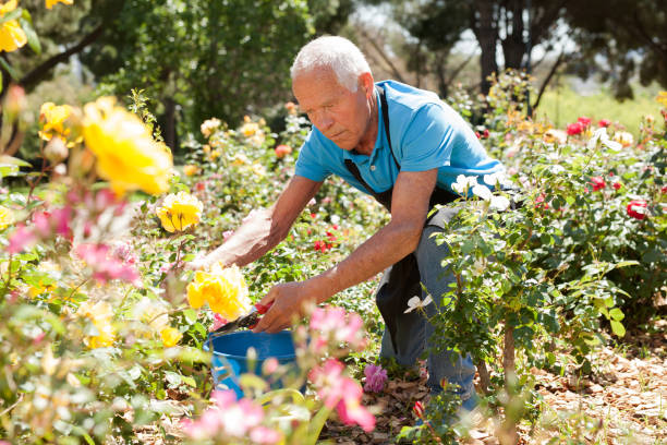 istock Male cutting branches of blooming roses 1310324395