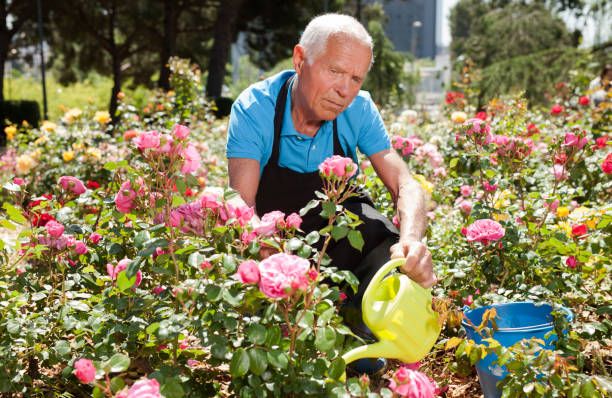 istock Man watering rose bushes 1310324399