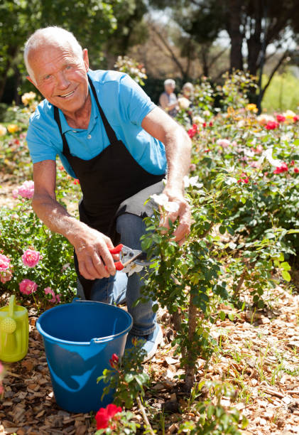 Male cutting branches of blooming roses