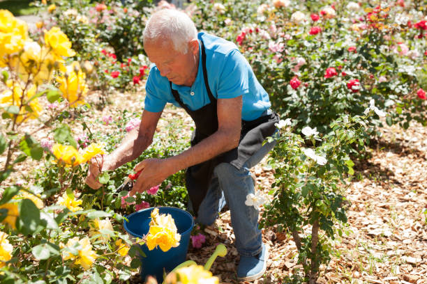 istock Man cutting with scissors roses bushes 1310324407