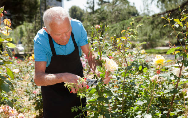 istock Male cutting branches of blooming roses 1310324410