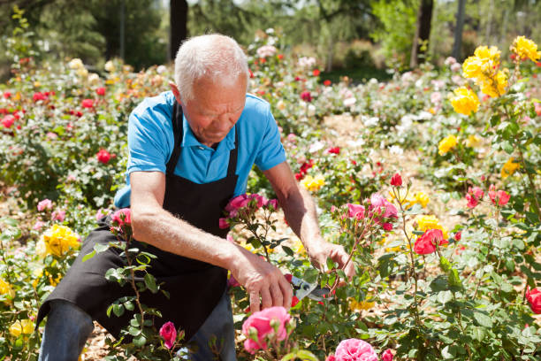 istock Man cutting back shoots of rose bushes 1310324411