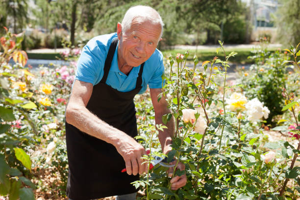 istock Man cutting with scissors roses bushes 1310324423