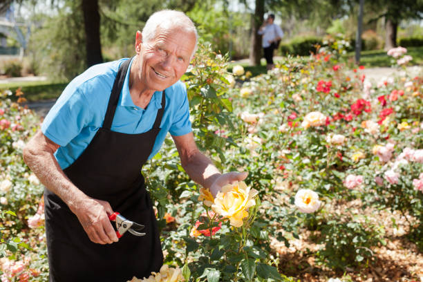 istock Male cutting branches of blooming roses 1310324427