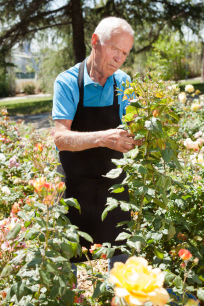 istock Male cutting branches of blooming roses 1310324429