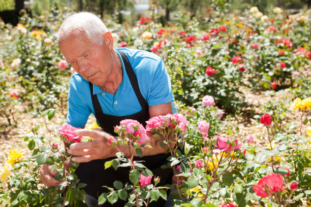 istock Male cutting branches of blooming roses 1310324430