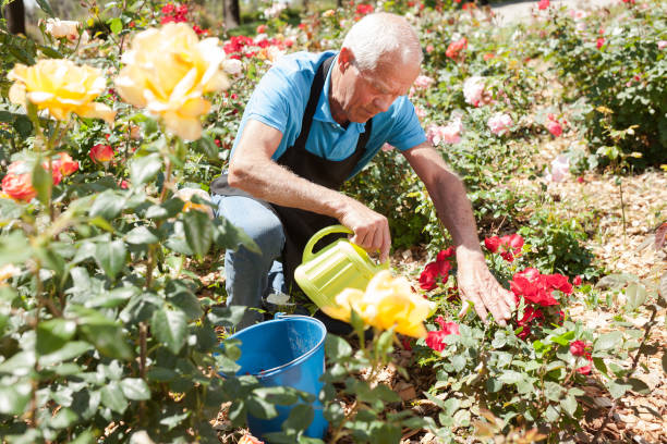 istock Man watering rose bushes 1310324431