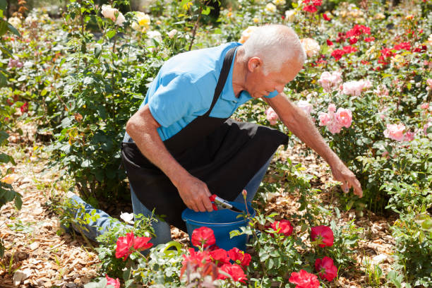 istock Male cutting branches of blooming roses 1310324433