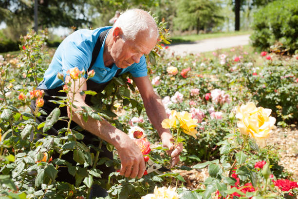 istock Male cutting branches of blooming roses 1310324450