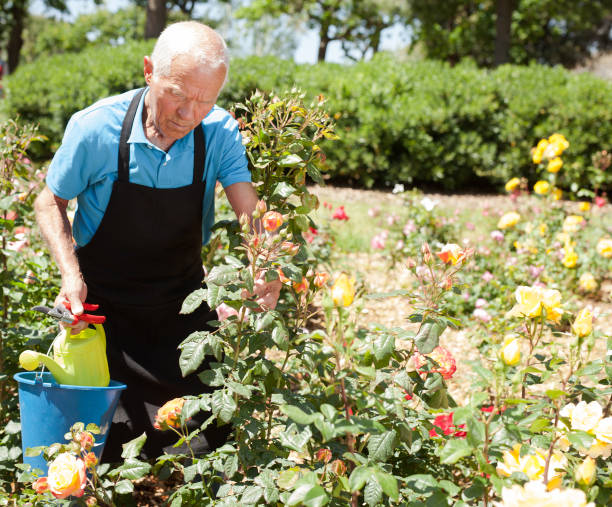 istock Man controlling growing of roses 1310324456