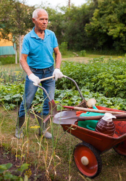 istock Senior man carrying garden tools in a wheelbarrow 1310324495