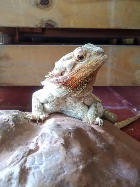 Bearded Dragon or Pogana on stone