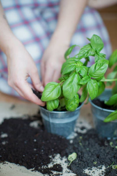 istock Seedlings of fresh green herb basil 1310324845