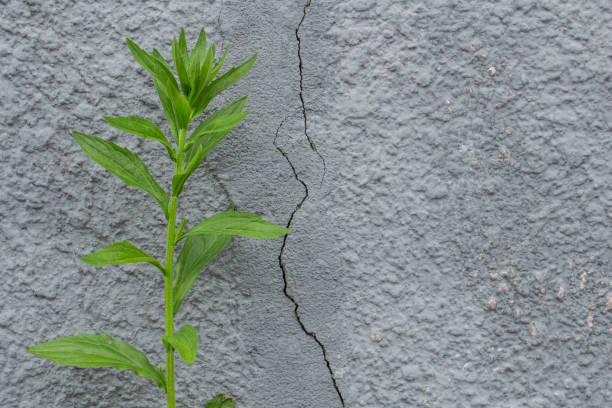 istock Plaster background, textured gray plaster wall with a lonely plant, copy space, text space 1310325736