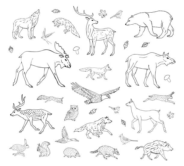 1,776 Elk Sketches Illustrations & Clip Art - iStock