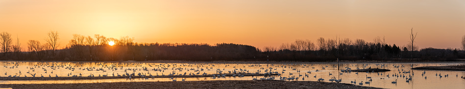 Silhouetted Canadian Geese flying at sundown over quiet Winter pond on wildlife refuge, San Joaquin Valley, California