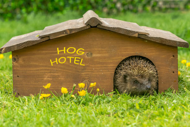 Wild, native, European hedgehog emerging from a Hog Hotel in Springtime with green grass lawn and yellow buttercups. stock photo